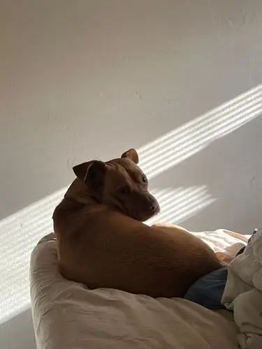 Cozy morning light and a curious pup.